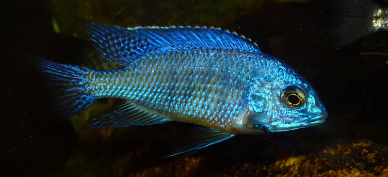 Protomelas taeniolatus 'Nkhata Bay'